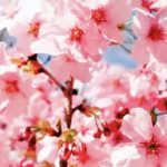 你看,花就要开了