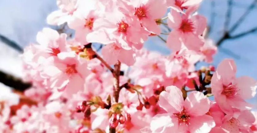 你看，花就要开了
